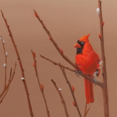 Northern Cardinal and Pussywillow