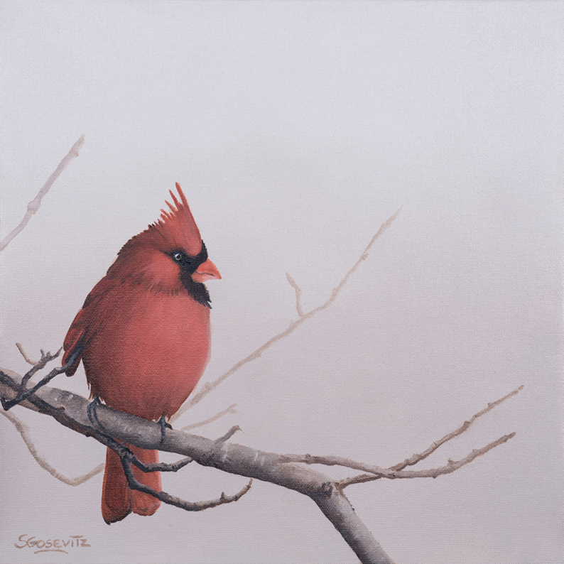Northern Cardinal is perched on a branch. Red cardinal.
