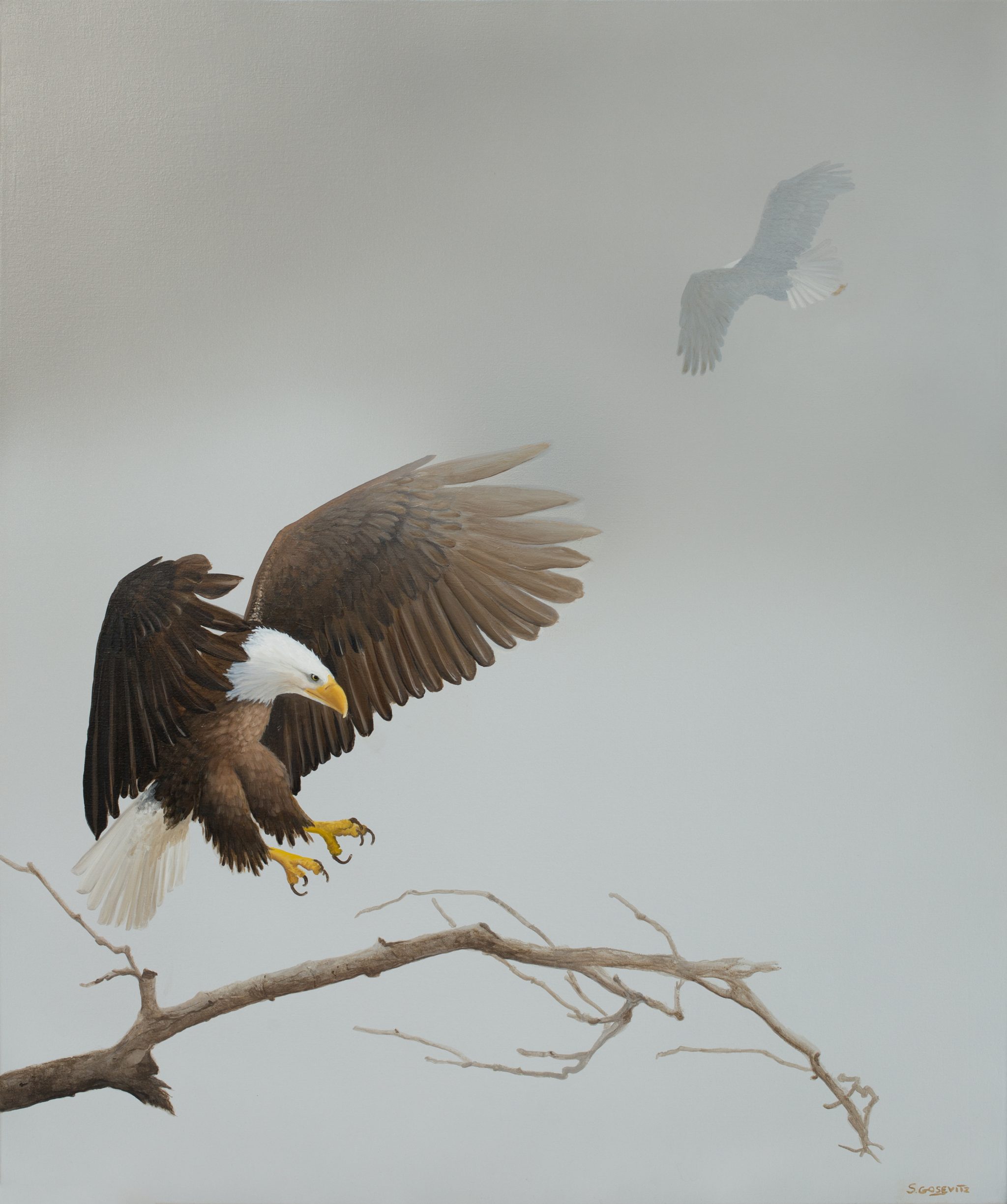 bald eagle landing on a branch with smaller eagle above - dark browns greys