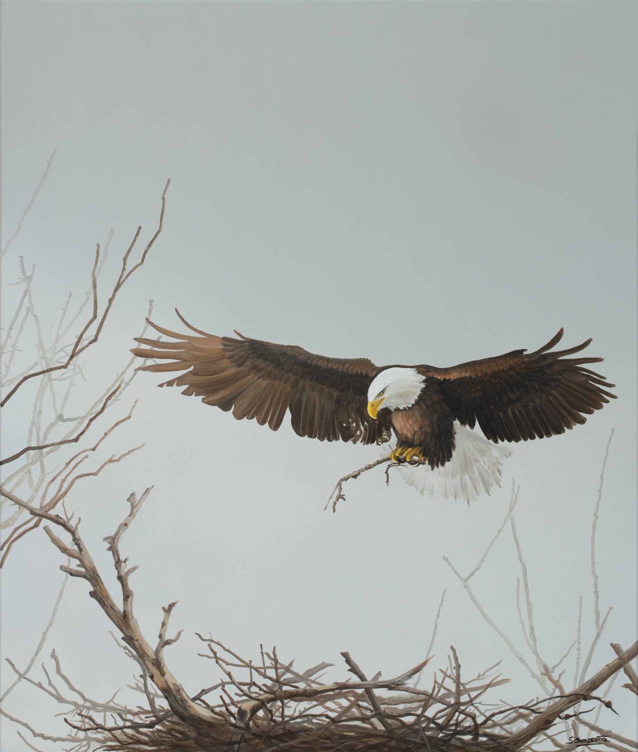 bald eagle building a nest with grey background