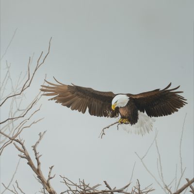 Bald Eagle and Nest