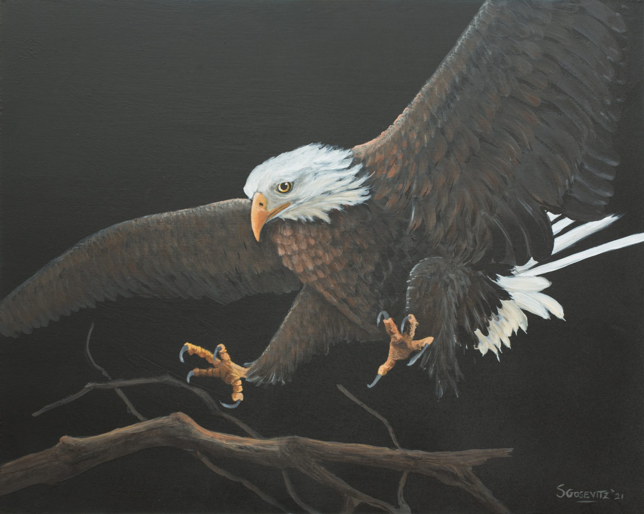 bald eagle up close landing on a branch black background