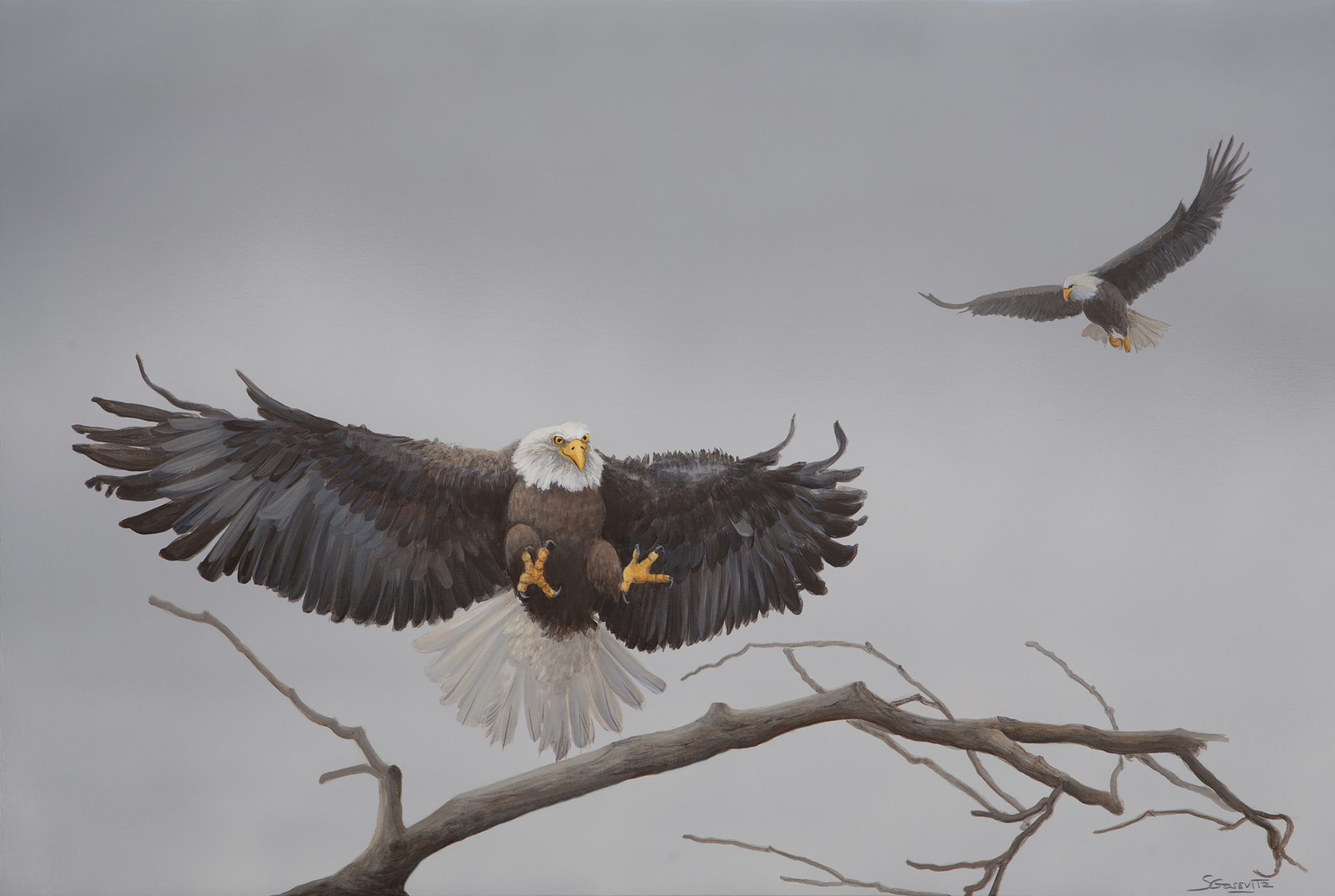 Bald eagle alightng on a branch dark browns grey neutrals and smaller eagle flying behind